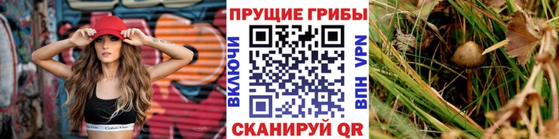 ссылка на мегу вход  купить наркотик  Волосово  Псилоцибиновые грибы Cubensis 